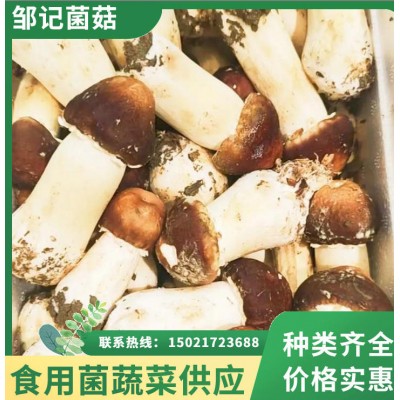 邹记菌菇 赤松茸批发 菌肉肥厚 煲汤炒菜鲜香浓郁 产地直供锁鲜直达图3