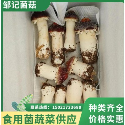 邹记菌菇 赤松茸批发 菌肉肥厚 煲汤炒菜鲜香浓郁 产地直供锁鲜直达图4