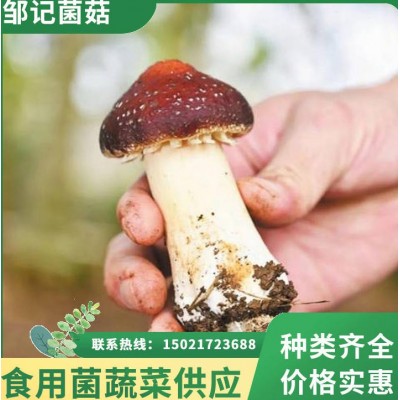 邹记菌菇 赤松茸批发 菌肉肥厚 煲汤炒菜鲜香浓郁 产地直供锁鲜直达图5