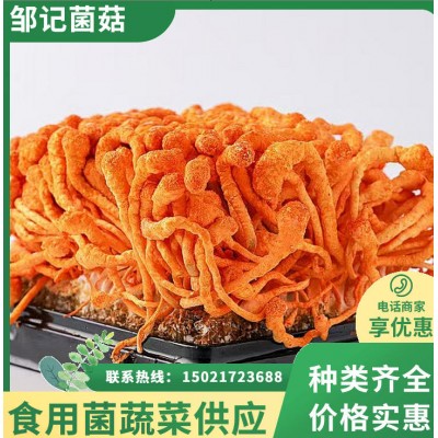 鲜虫草花 冷链直达 煲汤鲜甜爽口根茎短小干净 朵形完整图2