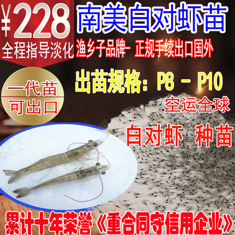 南美白对虾苗-主图1