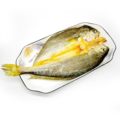 宁德霞浦大黄鱼醇香开背黄鱼鲞多规格冰鲜黄鱼海鲜水产批发