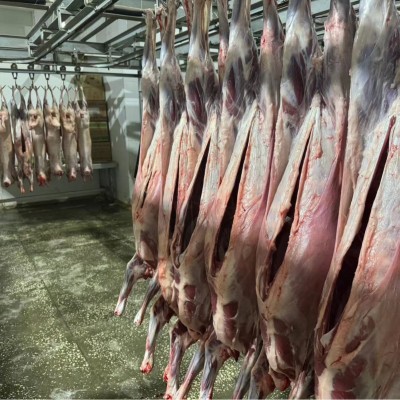 新鲜羊棒骨带肉羊腿骨内蒙古羊肉现杀冷冻羊筒骨腿吸骨髓煲汤批发图3