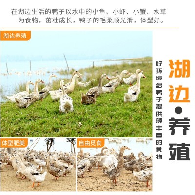 源头工厂咸鸭蛋正宗红心流油鸭蛋非烤海鸭蛋批发咸蛋整箱厂家直发图3