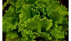 种植生菜过程中,如何正确防治病虫害问题