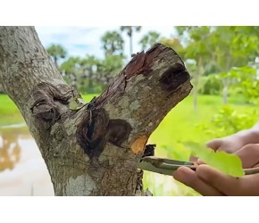 将芒果枝和苹果嫁接种植，能同时得到芒果和苹果吗