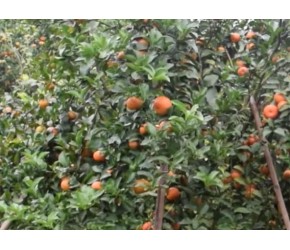 这样种砂糖橘，又多又甜又好卖，看完涨知识！