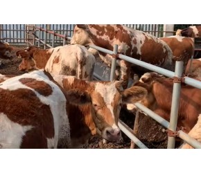 肉牛养殖场冬季肉牛养殖增膘技巧