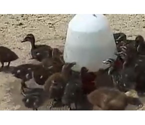 养殖技术 鸭子的养殖新技术