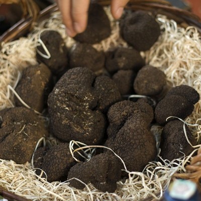 鲜黑松露散装250g云南食用块菌猪拱菌新鲜现挖一件代发鲜挖直供