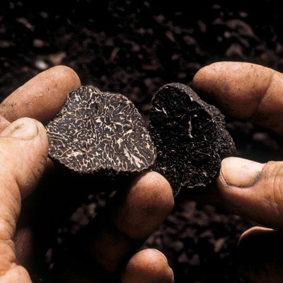 鲜黑松露散装250g云南食用块菌猪拱菌新鲜现挖一件代发鲜挖直供图2