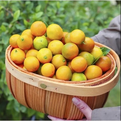 广西脆皮金桔应当季水果金桔整件包邮新鲜水果脆皮金桔一件代发图2