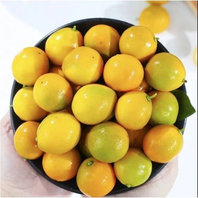 广西脆皮金桔应当季水果金桔整件包邮新鲜水果脆皮金桔一件代发图4