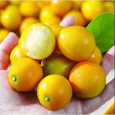 广西脆皮金桔应当季水果金桔整件包邮新鲜水果脆皮金桔一件代发图3