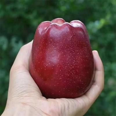 甘肃花牛苹果当季水果苹果整件包邮新鲜水果花牛苹果一件代发图2