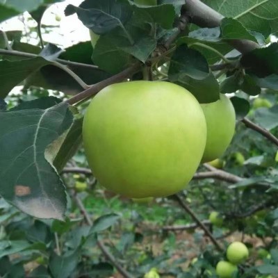 山西陕西新鲜青苹果应季酸甜富士苹果当季青苹果一件代发图2