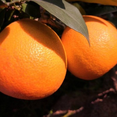 爱媛果冻橙四川发货早期青黄橙子包邮当季水果果冻橙一件代发图4