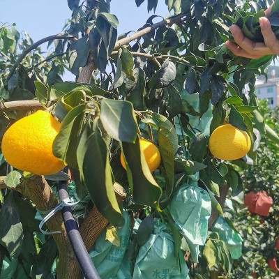 橙子红美人果冻橙福建漳州当季新鲜热带鲜甜多汁水果手剥甜橙大果图4