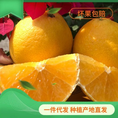 橙子红美人果冻橙福建漳州当季新鲜热带鲜甜多汁水果手剥甜橙大果图2