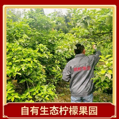 批发四川安岳柠檬鲜果一级新鲜水果产地直发商超级黄柠檬一件代发图2