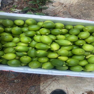 广东香水柠檬无籽青柠檬热带新鲜水果海南柠檬批发奶茶店一件代发图3