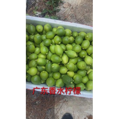 广东香水柠檬无籽青柠檬热带新鲜水果海南柠檬批发奶茶店一件代发图5