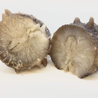 大连福兴岛海参工厂批发大连特产大连海参淡干海参干货一件代发图5