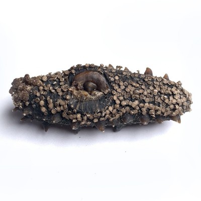 大连福兴岛大连淡干海参海参干货辽刺参辽参工厂一手货源图4