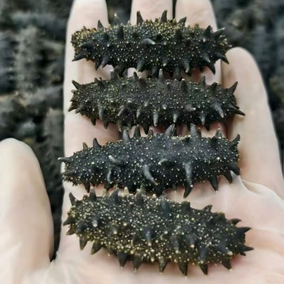 源头厂家批发淡干海参鲜食刺参辽参高刺参肉质饱满淡干海参干货图4