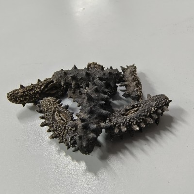 源头批发 淡干海参特价小海参干货辽刺参非即食海参礼盒直播 代发图4