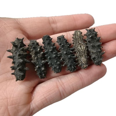 源头批发 淡干海参特价小海参干货辽刺参非即食海参礼盒直播 代发图5