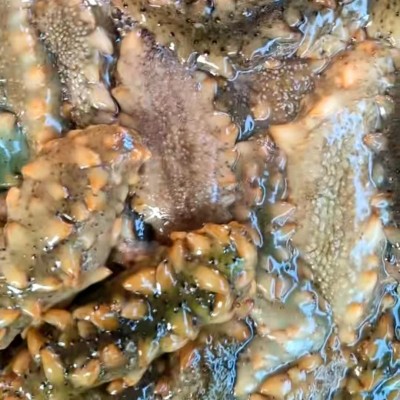 源头厂家批发淡干海参鲜食刺参辽参高刺参肉质饱满淡干小海参干货图3