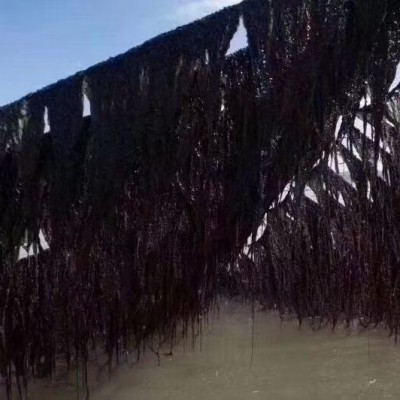 福建霞浦头水紫菜干净无沙免洗干货贴牌批发定制来单就做包 邮商用图4