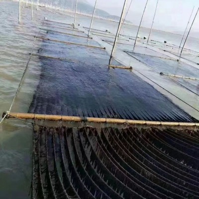 福建霞浦头水紫菜干净无沙免洗干货贴牌批发定制来单就做包 邮商用图3