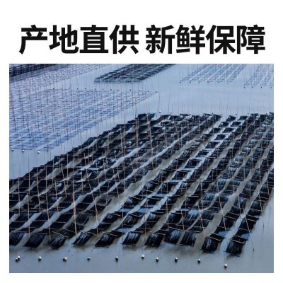 头水紫菜干货100g独立包装福建霞浦特级紫菜无沙免洗头茬紫菜批发图2