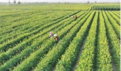 宁夏盐池：多元特色农业为乡村全面振兴蓄势赋能