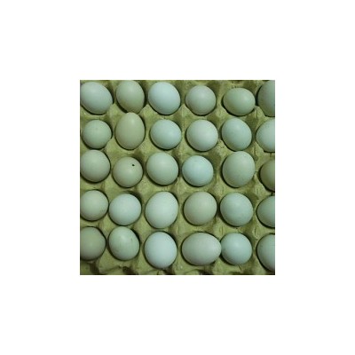 【厂家直销】精品初生小绿壳蛋480枚/箱毛重35-40斤