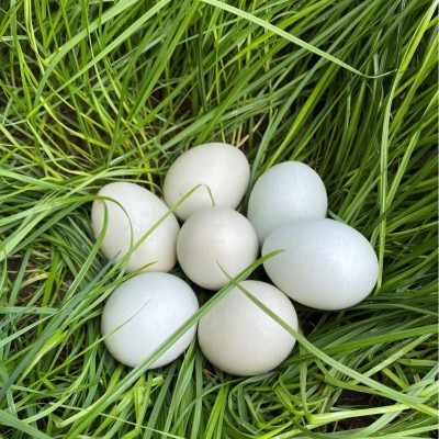 【厂家直销】精品初生小绿壳蛋480枚/箱毛重35-40斤图3