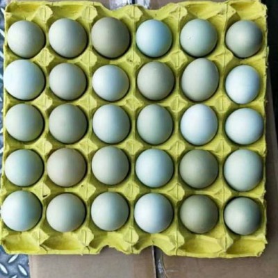 【中号】新杨绿壳蛋翡翠绿420枚/毛重43斤-44斤鸡场直销图2