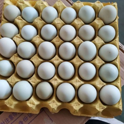 【中号】新杨绿壳蛋翡翠绿420枚/毛重43斤-44斤鸡场直销图3