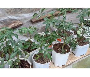 又到了番茄种植的季节 楼顶菜园今年种了3种大番茄 6种小番茄