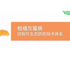 【柑橘种植】病害-灰霉病的识别与生态防控技术