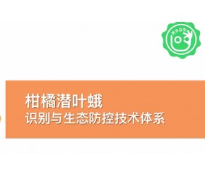 【柑橘种植】虫害-潜叶蛾的识别与生态防控技术