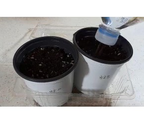 金桔爱好者必看,从播种到嫁接,全程详解助你成功