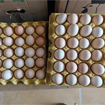 正宗土鸡蛋皖南五谷喂养新鲜散养谷物蛋现捡速发顺丰营养皖南散养图3