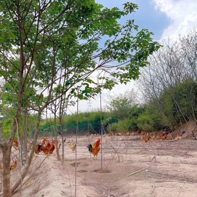 皖南土鸡蛋农家散养鸡蛋月子蛋现捡新鲜鸡蛋谷物本鸡蛋营养月子蛋图3