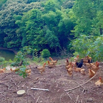皖南土鸡蛋农家散养鸡蛋月子蛋现捡新鲜鸡蛋谷物本鸡蛋营养月子蛋图2