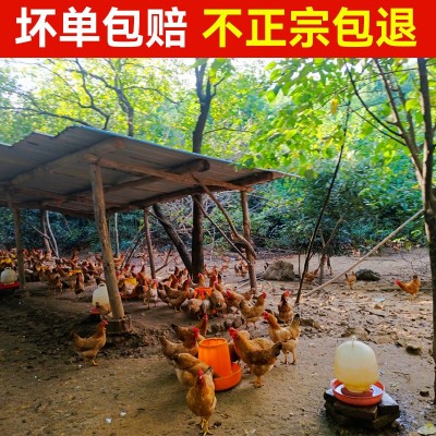 五谷散养虫草走地鸡蛋柴鸡蛋农家林间散养新鲜土鸡蛋草鸡蛋月子蛋