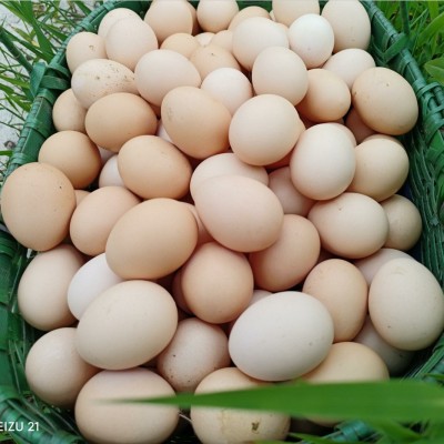 五谷散养虫草走地鸡蛋柴鸡蛋农家林间散养新鲜土鸡蛋草鸡蛋月子蛋图3