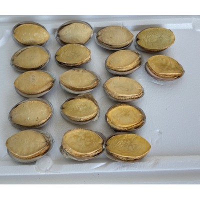 冻干鲍鱼海参工厂批发电商直播代发鲍鱼干货批发冻干鲍鱼图2